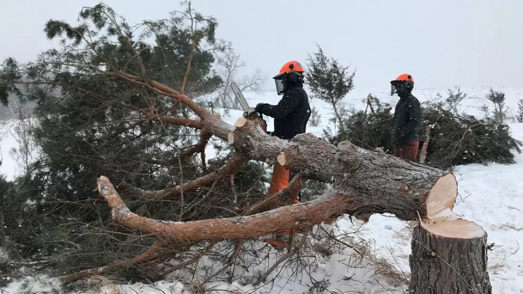 3-2_0040_Field_crew_central_2019_Central-Mississippi_felling-tree-in-Afton-State-Park-1110×625